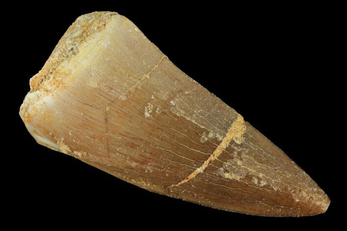 Mosasaur (Prognathodon) Tooth - Morocco #101037